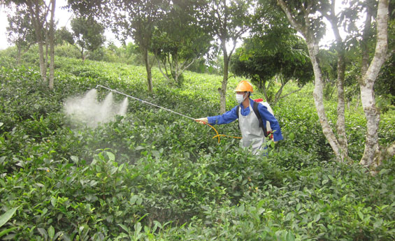 L:oại quả “ngậm thuốc trừ sâu” nhiều nhất, có cho cũng đừng ăn