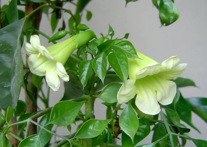 ‘6 cây này nở hoa, dù không giàu cũng sẽ giàu’, là cây gì?