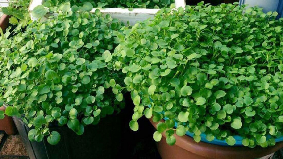 Cả thế giới mở tiệc ăn mừng vì mới phát hiện ra loại rau có khả năng chống UT