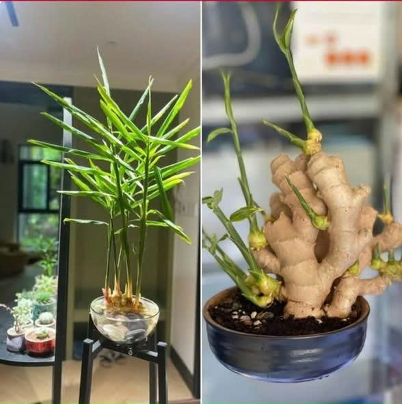 Vì sao càng ngày càng có nhiều người trồng gừng phong thủy?